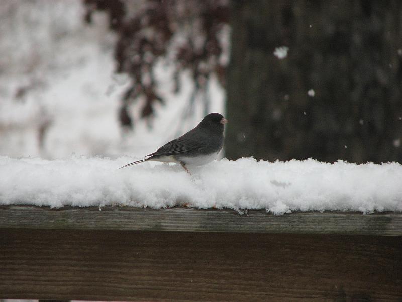 2008-12-07_First_Snow 054.jpg